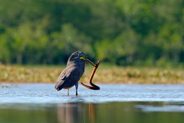Bare-throated Tiger-Heron, Tigrisoma mexicanum, with kill fish. Action wildlife scene from Costa Rica nature. Animal feeding behaviour from tropic march forest. Fish in the bill. Heron with big fish.