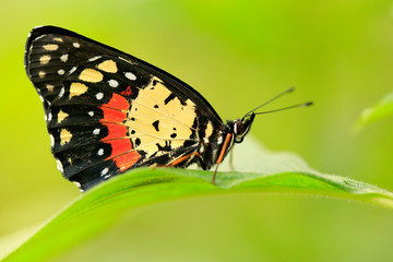 Beautiful butterfly. Butterfly in nature habitat. Nice insect from Costa Rica. Butterfly in the green forest. Butterfly sitting on the leave from Panama.