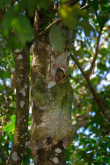 Beautiful animal in nature habitat. Sloth hidden in the dark green vegetation. Linnaeus's two-toed Sloth, Choloepus didactylus, from Costa Rica tropic forest. Portrait of sloth in the central America