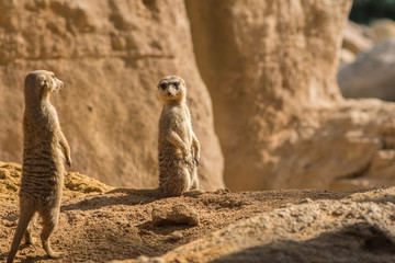 Two alert Meerkats in the desert on sand floor standing looking at the horizon on guard curious...