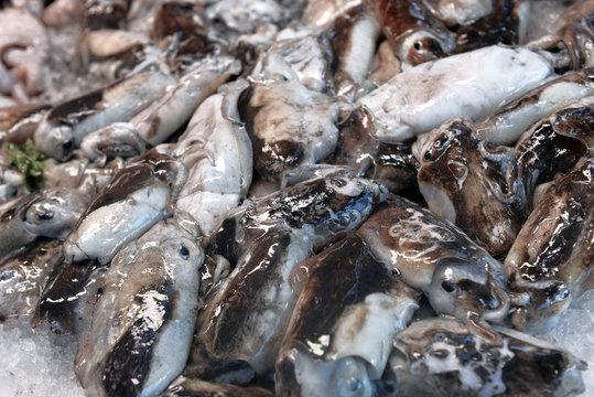 Squid in a container on a fish market counter