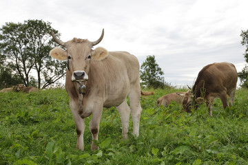 Kühe auf der Wiese