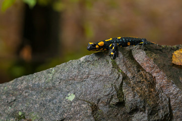 Salamander on a Rock