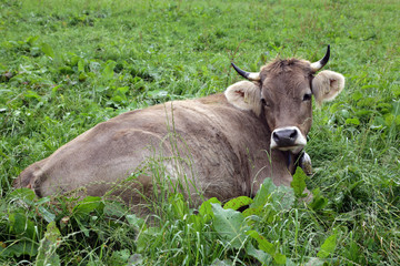Kuh liegt im Gras