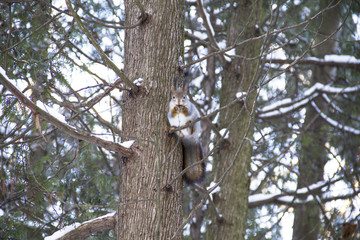 squirrel on the tree
