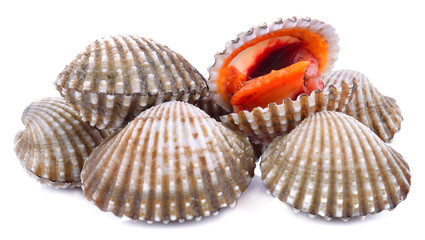 Fresh scallops on a white background.