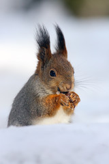 Naklejka na ściany i meble The red squirrel or Eurasian red sguirrel (Sciurus vulgaris) sitting on the snow