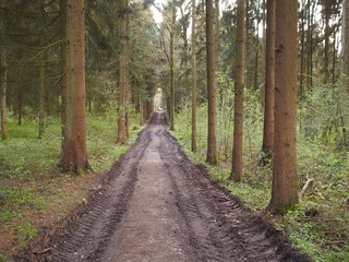 Befahrene Forststraße mit Reifenabdrücken