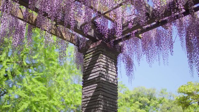Japanese wisteria flowers
