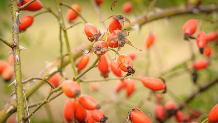 Rosehip Bush