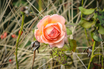 Wild Rose