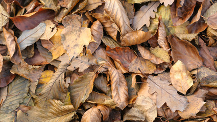Fall Leaves