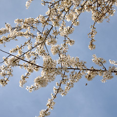 Blühende Wildpflaumen, Mirabellenblüten