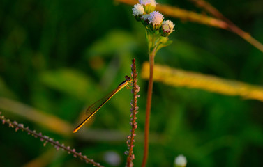 Ruby Meadowhawk Dragonfly