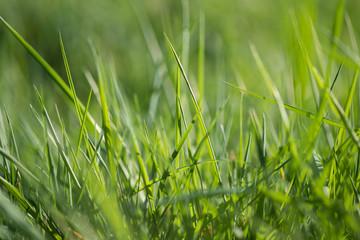 herbe vert tige graminées printemps tondre pelouse jardin