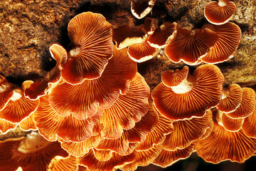 Different mushrooms in the clearing © kichigin19