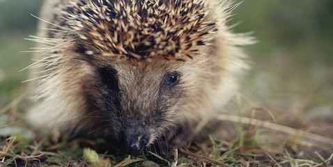 Hedgehog on the grass macro muzzle