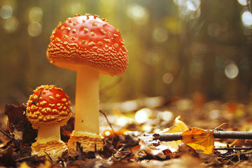 Different mushrooms in the clearing