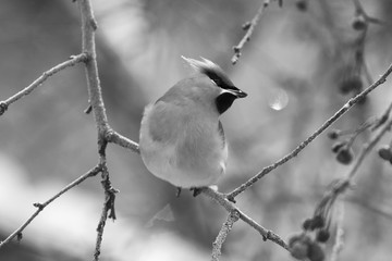 The bird is sitting on a branch