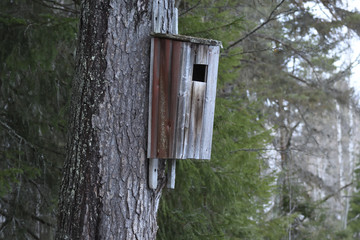 Typical birdhouse for Common golden eye (Bucephala clangula)