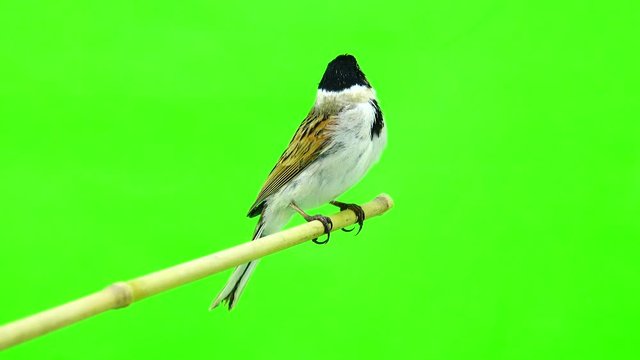 reed bunting( Emberiza schoeniсlus) isolated green screen