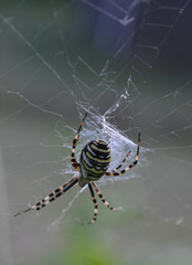 Argiope bruennichi