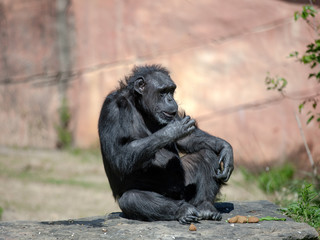 Chimp Sitting in the Sun at the Zoo