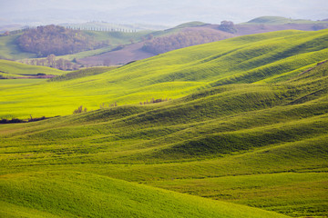 Typical Tuscan landscape - green waves