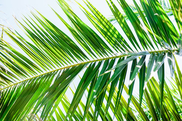 Palm leaves in tropics, natural texture. Tropical palm and sky