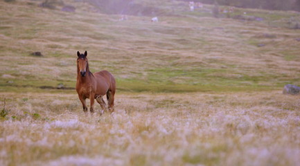 early summer morning, brown horse standing still in the meadow in soft morning light