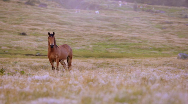 early summer morning, brown horse standing still in the meadow in soft morning light