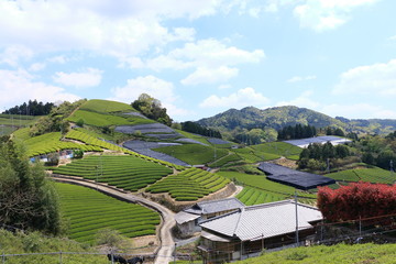 Tea Plantation of Kyoto Japan
