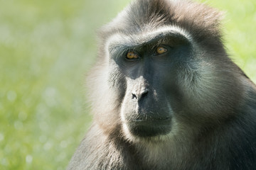 macaque singe portrait tête regard animal