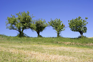 quatre vieux cerisiers