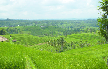 Fototapeta na wymiar Jatileuwih green terraced rice fields panorama view underneath cloudy sky in Bali, Indonesia.
