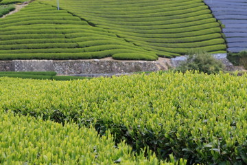 Tea Plantation of Kyoto Japan