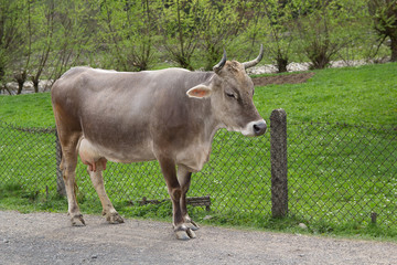 Naklejka na ściany i meble Gray cow costs near a farmhouse. Animals