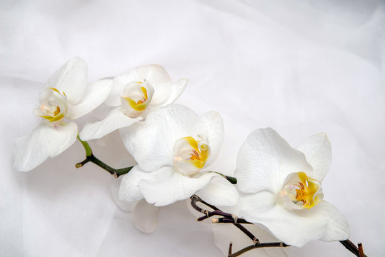The branch of white orchids on white fabric background 