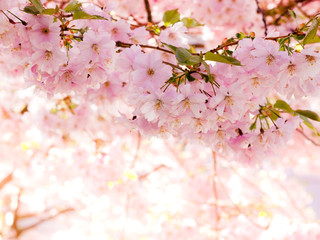 abstrakt rosa körsbärsblommor med utrymme att lägga in egen text
