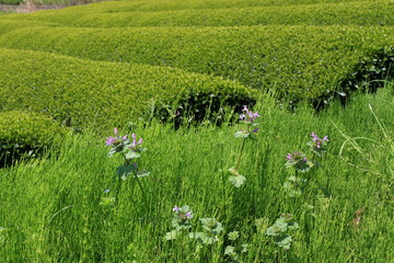 Tea Plantation of Kyoto Japan
