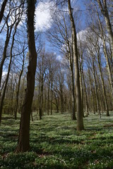 Fototapeta premium Buschwindröschen, Frühling im Wald