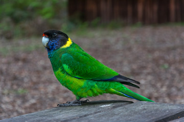Australian Ringneck (Twenty-eight Parrot)