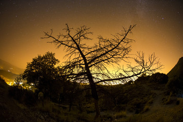 Night sky with trees