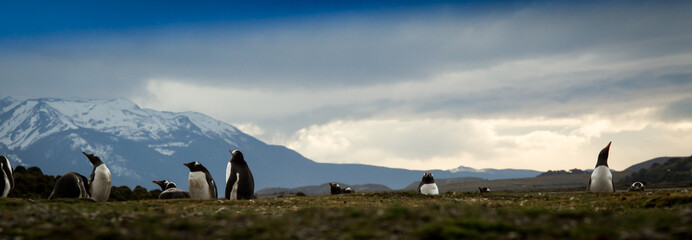 penguins Tierra del Fuego 
