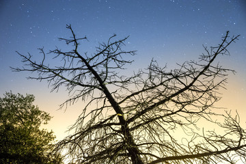 Night sky with trees