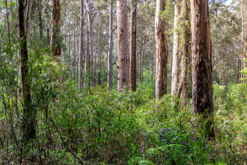 Native south Western Australia forest
