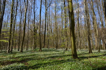 Obraz premium Buschwindröschen im Wald