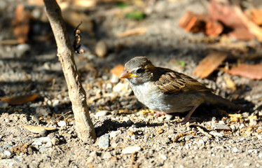 Bird looking for food