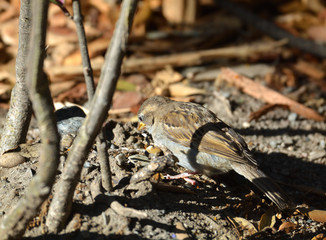 Bird looking for food