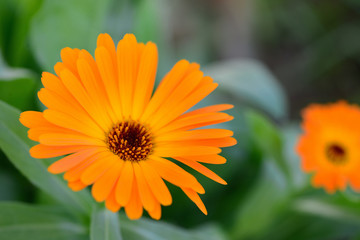 Macro orange beautiful flowers in the garden. Bokeh. Close up.